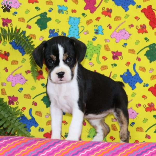 Virginia, Boston Terrier Mix Puppy